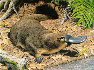 Duckbilled Platypus